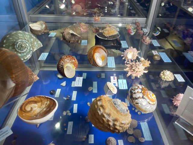 Muzej školjk in polžev Piran