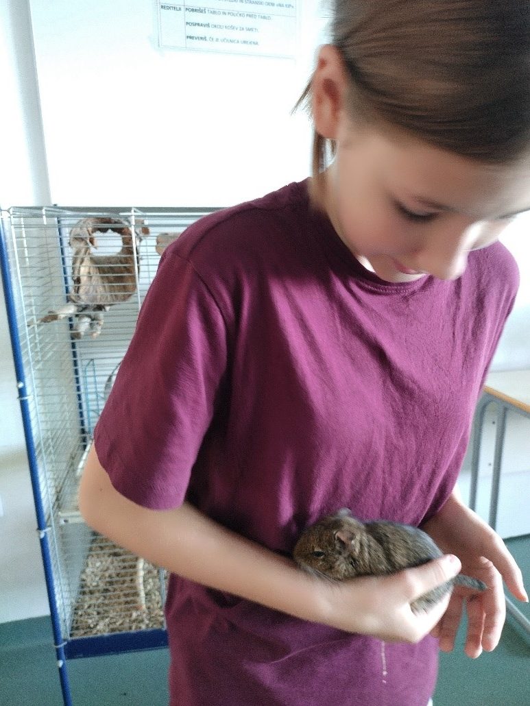 degu2