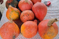 CoFarm4Cities – obisk urbanega vrta na Rakovi Jelši (1. a)