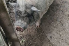 Tretješolci v družbi s konji (3. razred)
